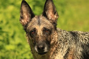 European Dogs