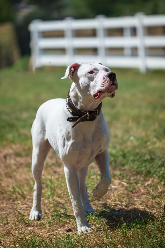 Discover the Dogo Argentino’s loyal nature, exercise needs, training demands, and why this powerful breed thrives with experienced owners today.